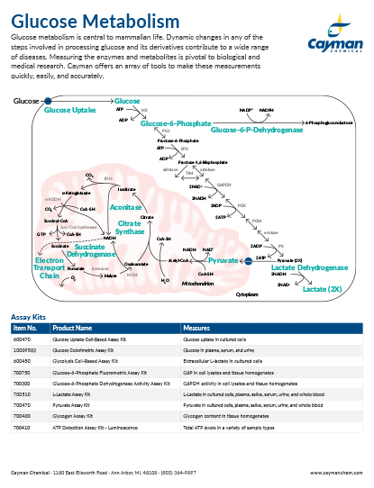<p>​Glucose Metabolism<br></p>